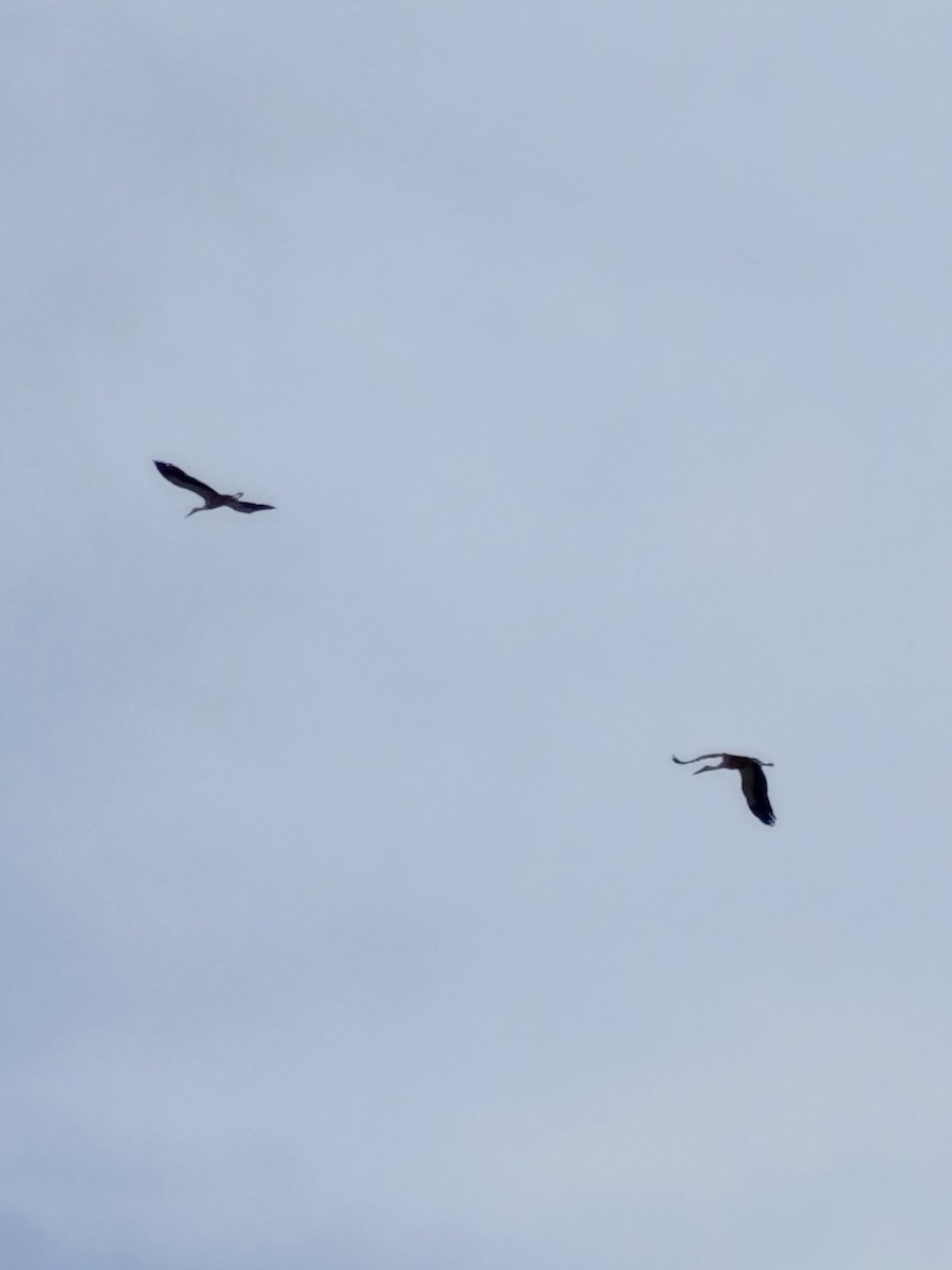 White Stork - ML639380196