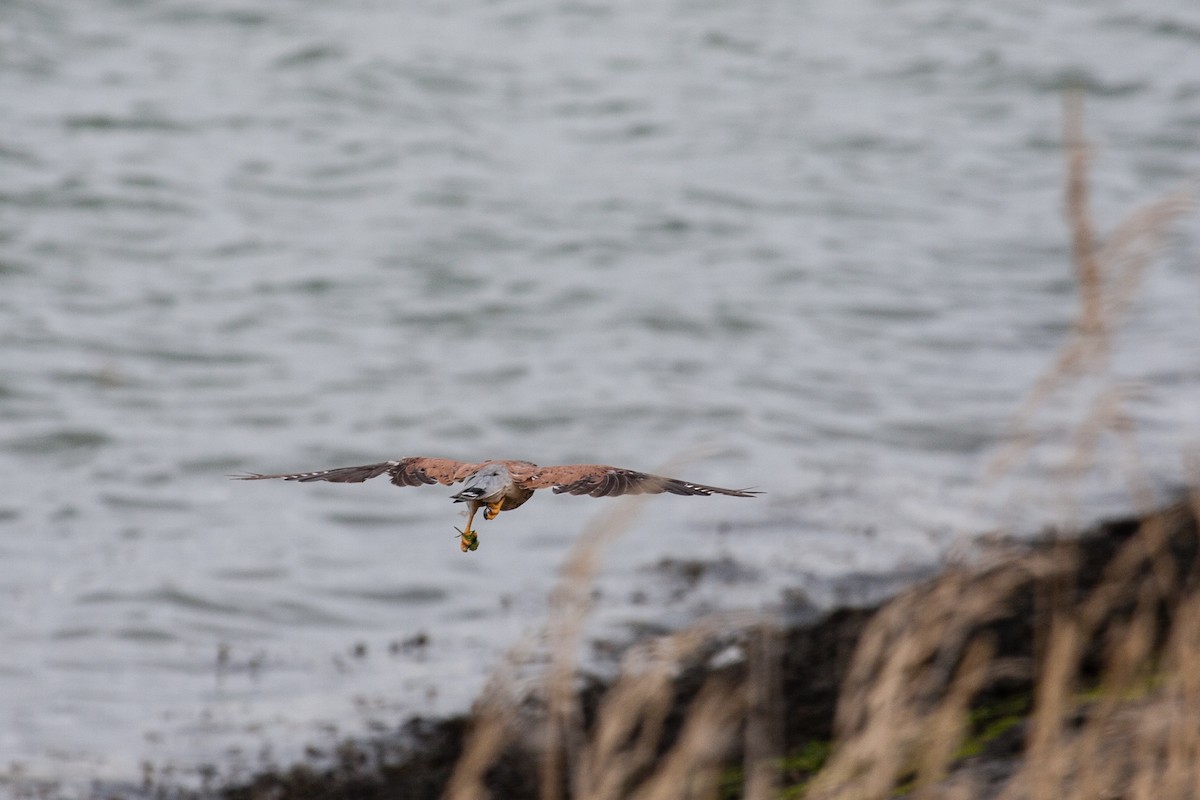 紅隼 - ML639380204