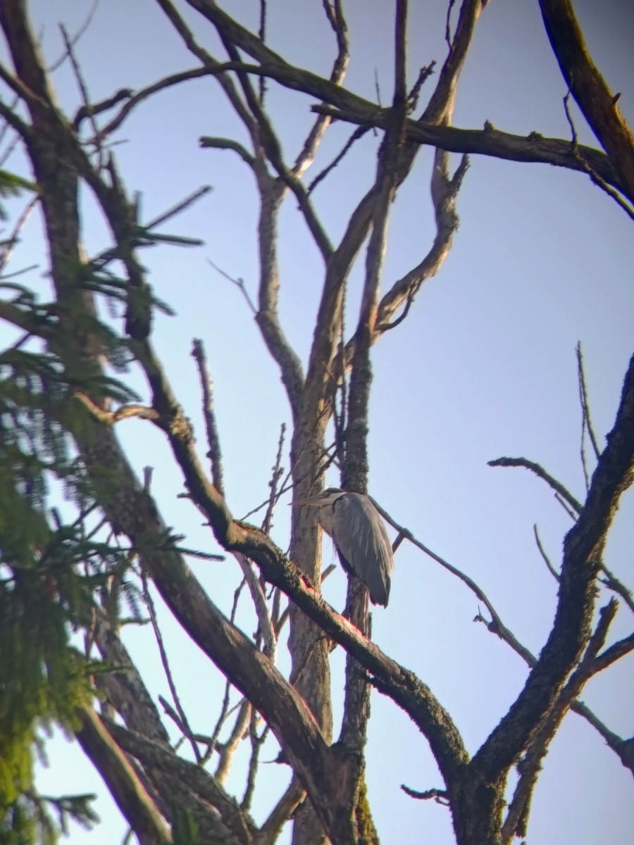 Gray Heron - ML639380234