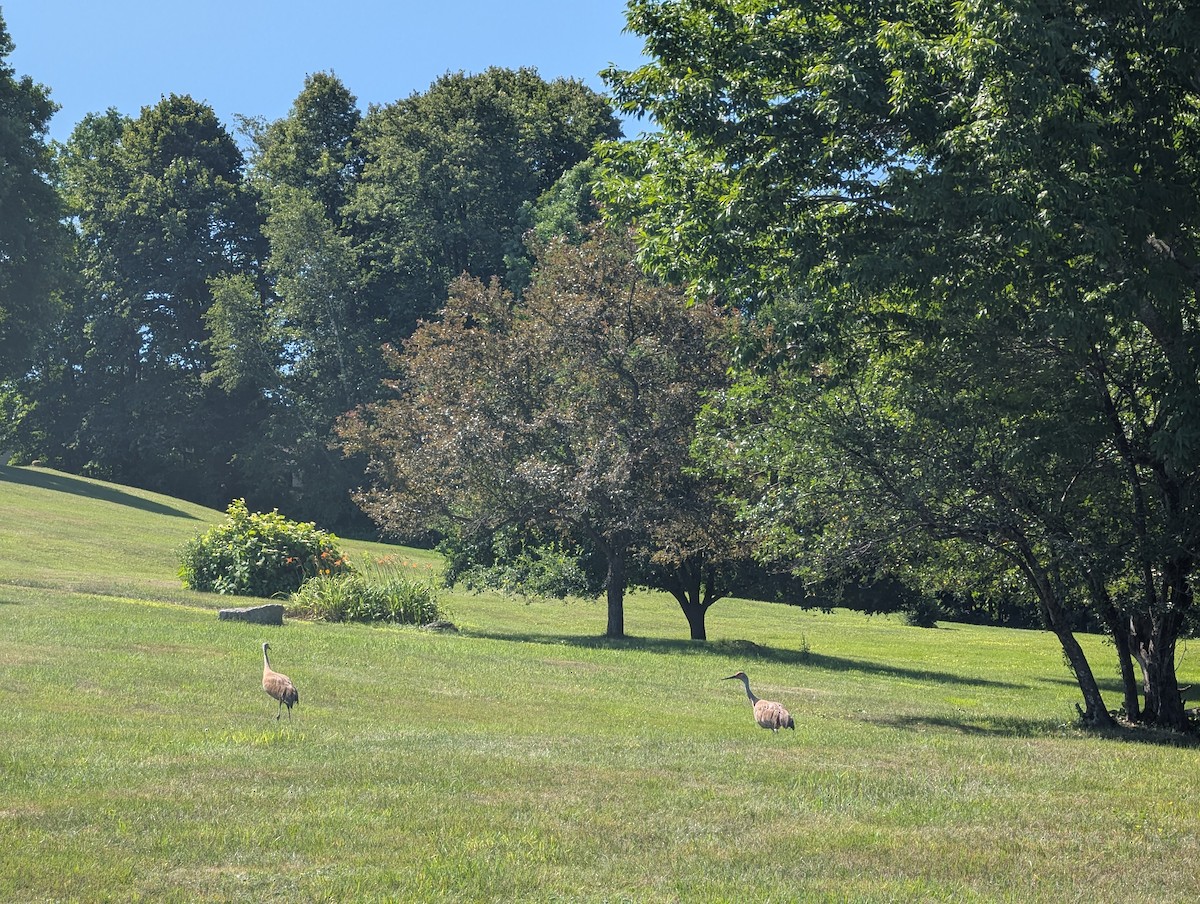 Sandhill Crane - ML639380355