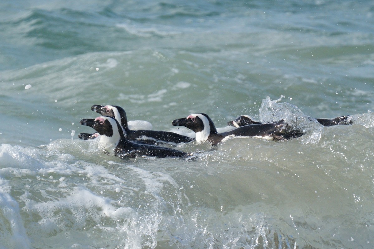 African Penguin - ML639380359