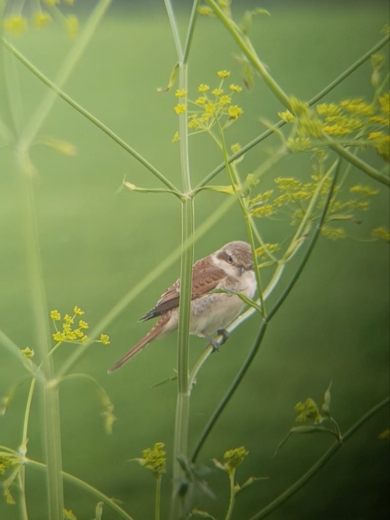 Red-backed Shrike - ML639380376