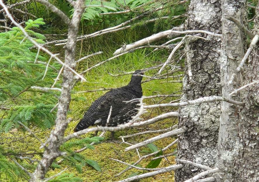 Spruce Grouse - ML639380429