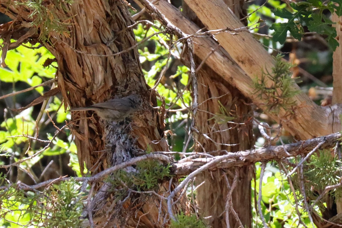 Juniper Titmouse - ML639380432