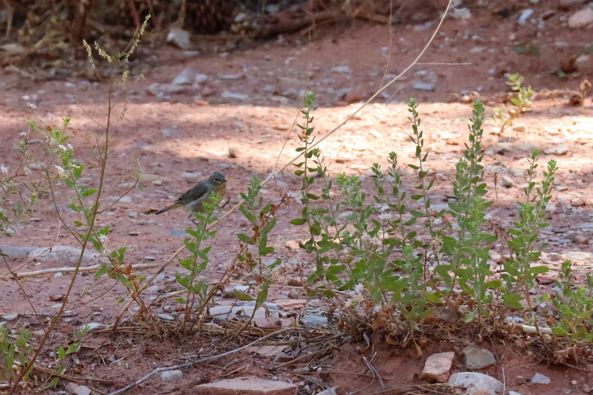 Virginia's Warbler - ML639380440