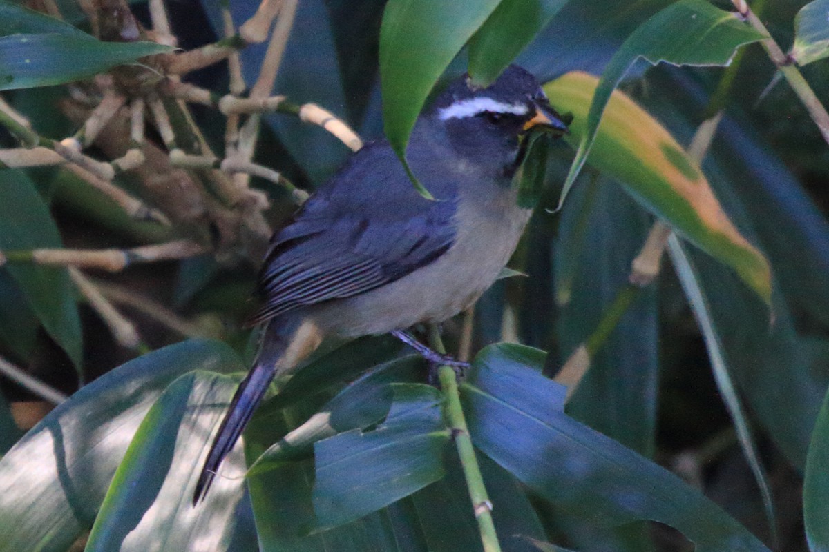 Thick-billed Saltator - ML639380452