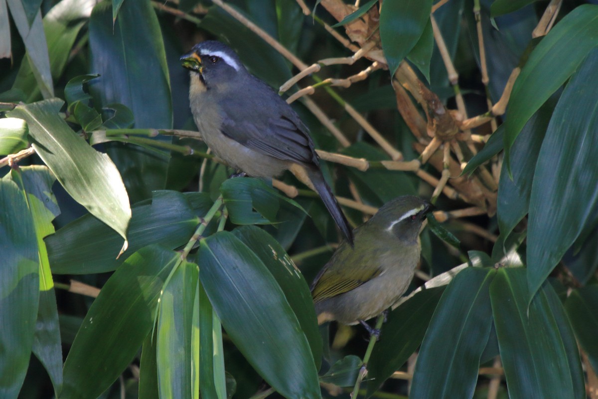 Thick-billed Saltator - ML639380453