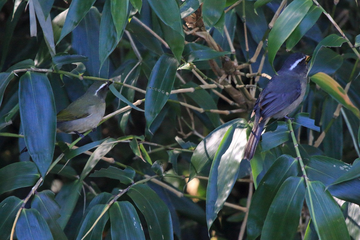 Thick-billed Saltator - ML639380455