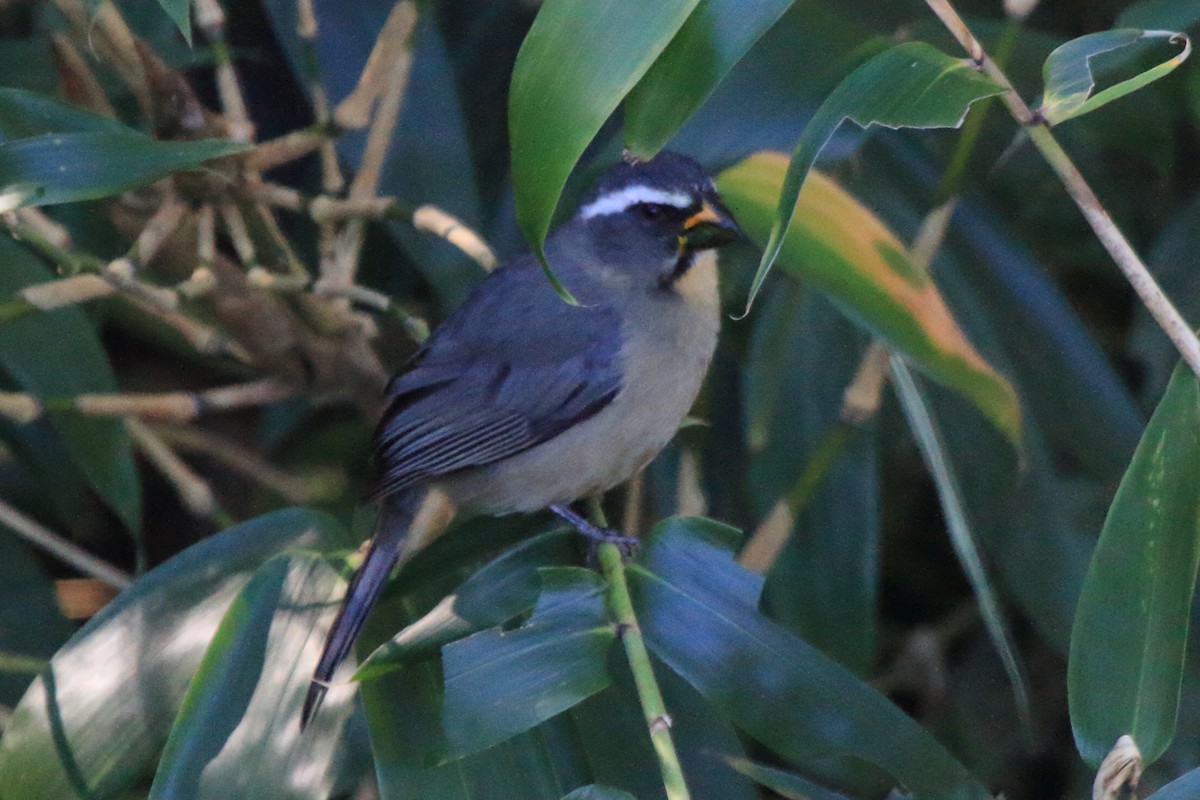 Thick-billed Saltator - ML639380457