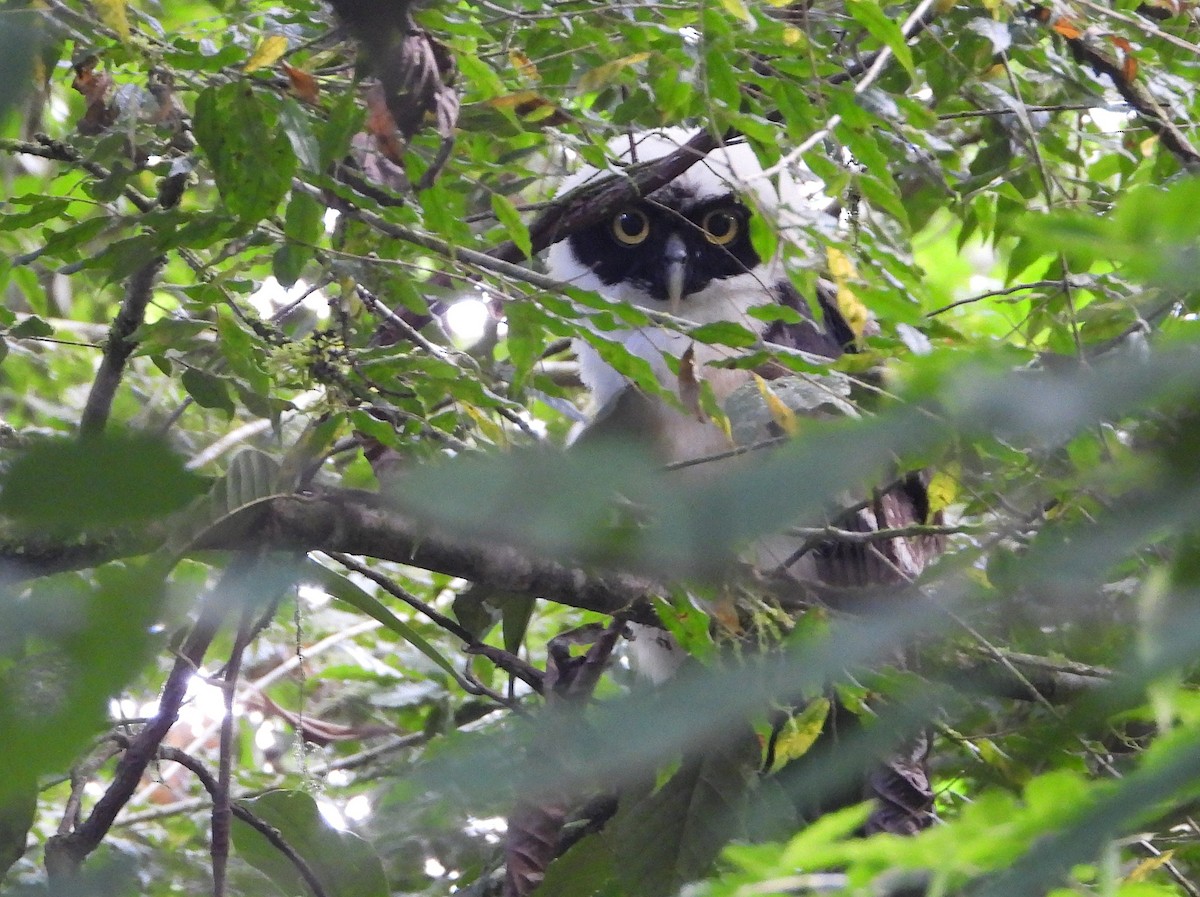 Spectacled Owl - ML639380628