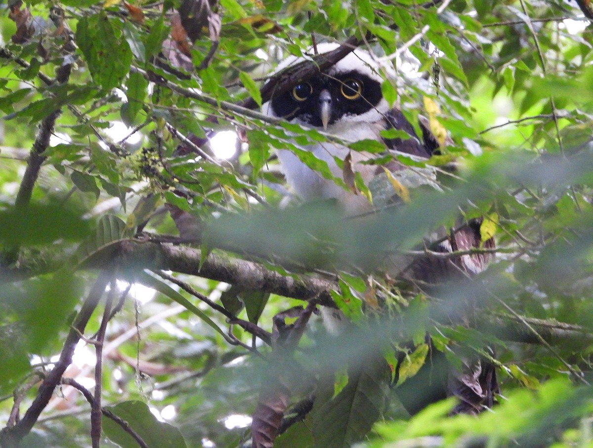 Spectacled Owl - ML639380629