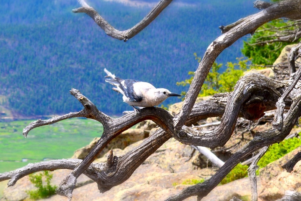 Clark's Nutcracker - ML639380683