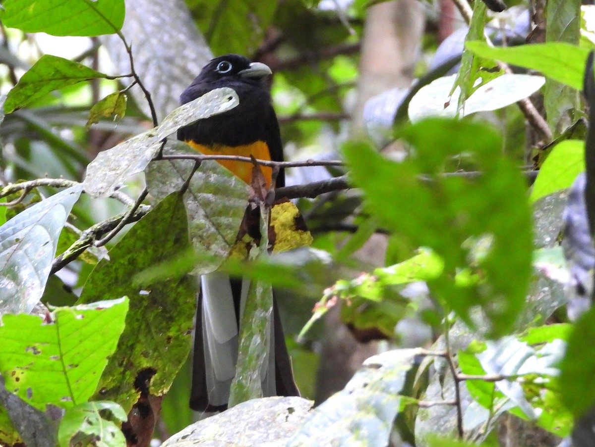White-tailed Trogon - ML639380718