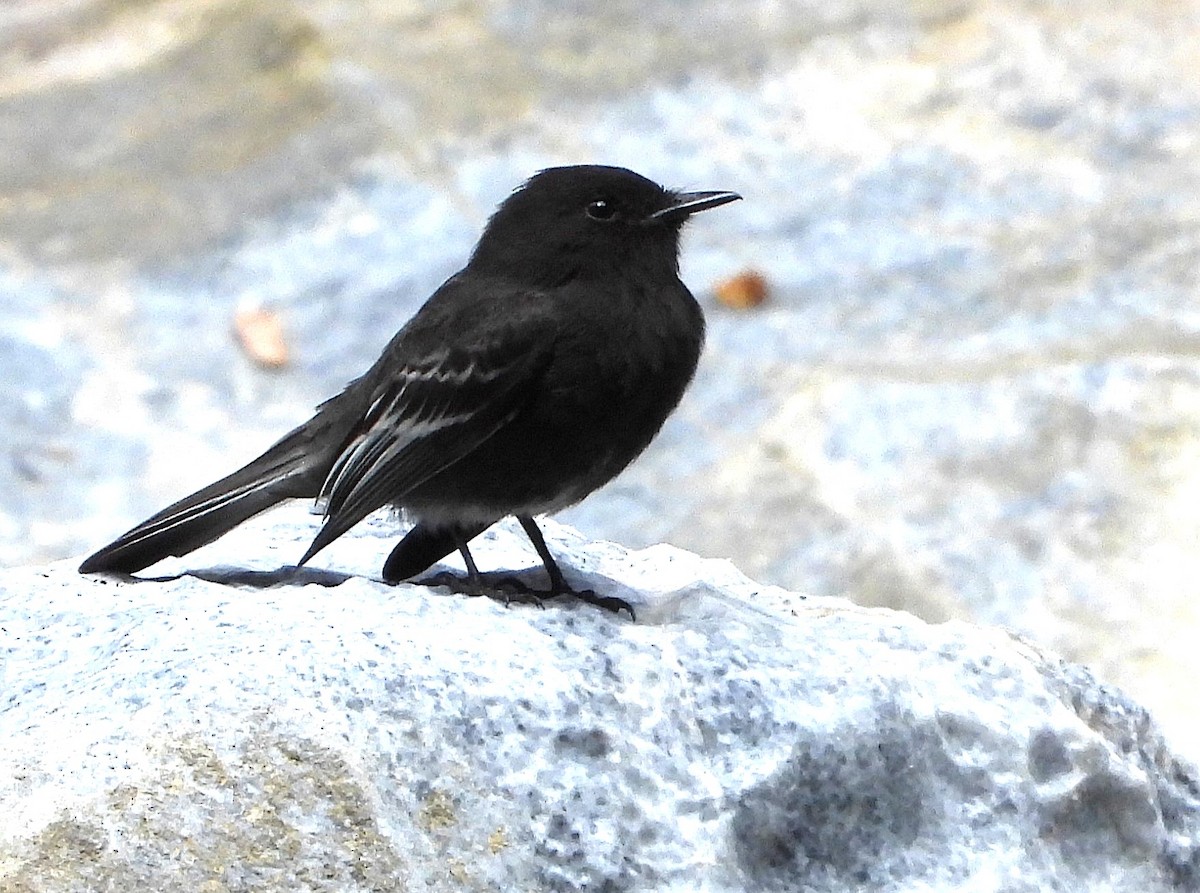 Black Phoebe (White-winged) - ML639380742