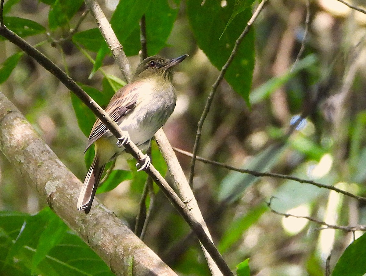 Bright-rumped Attila - ML639380752