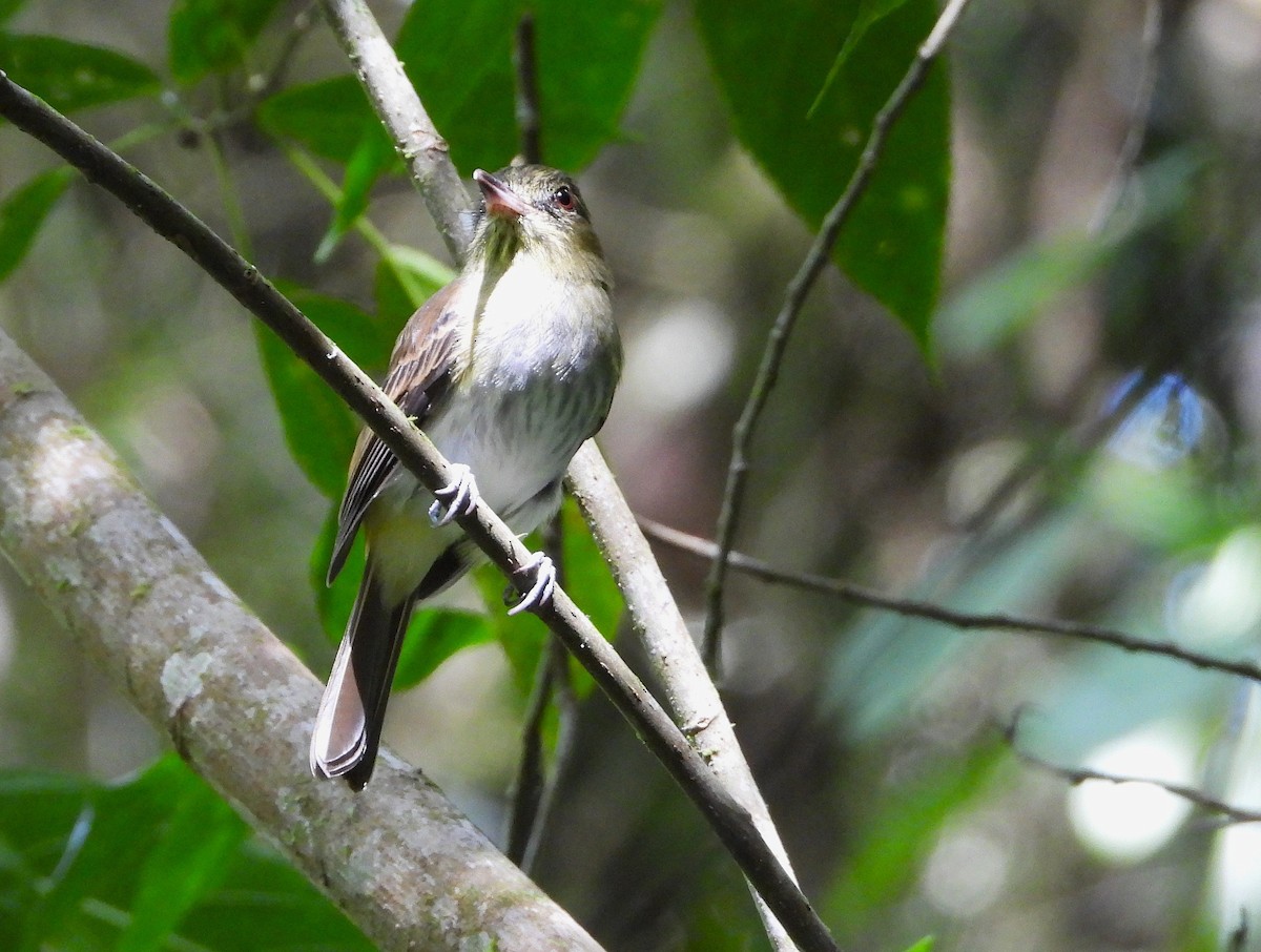 Bright-rumped Attila - ML639380763