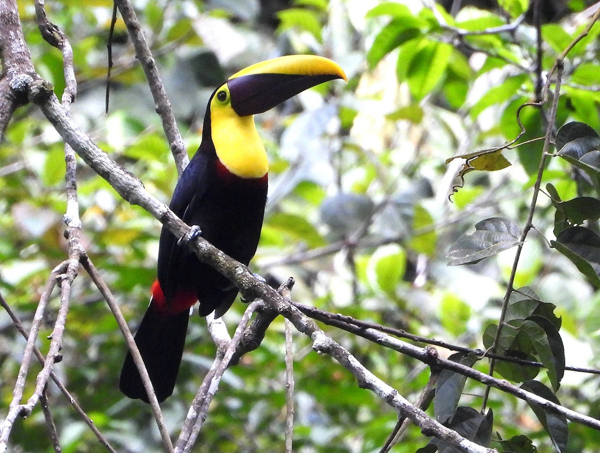 Yellow-throated Toucan (Chestnut-mandibled) - ML639380786