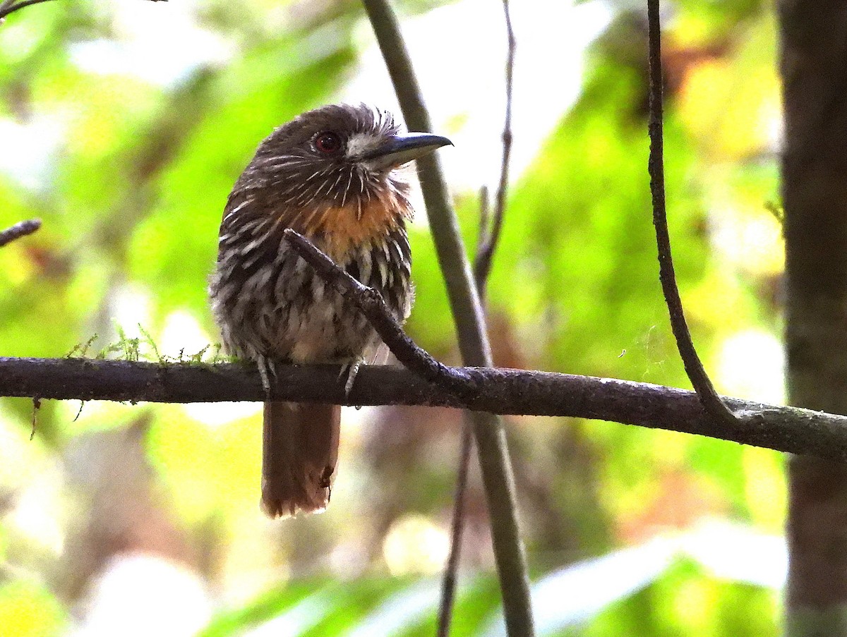 White-whiskered Puffbird - ML639380792