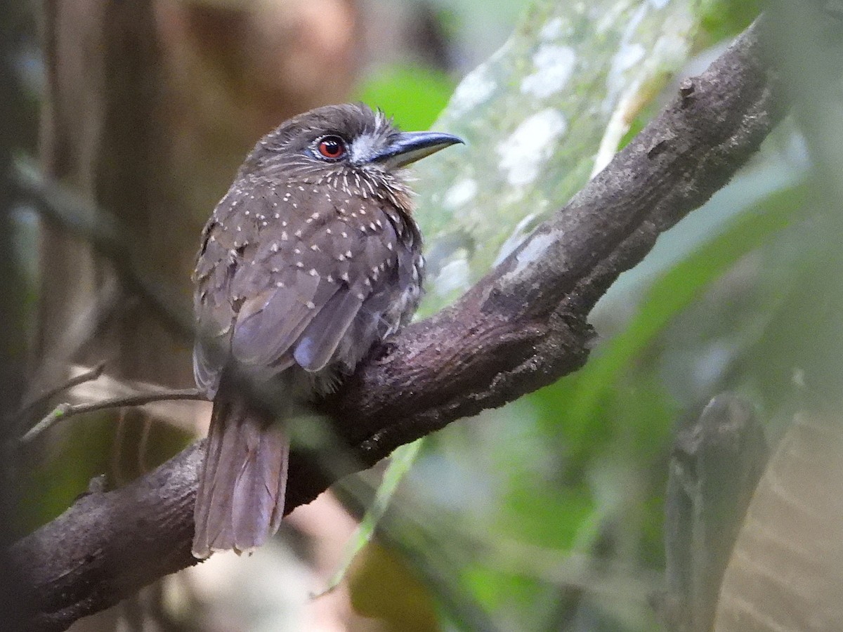 White-whiskered Puffbird - ML639380805