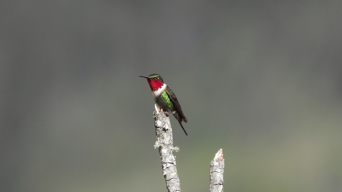 Rufous-shafted Woodstar - ML639380823