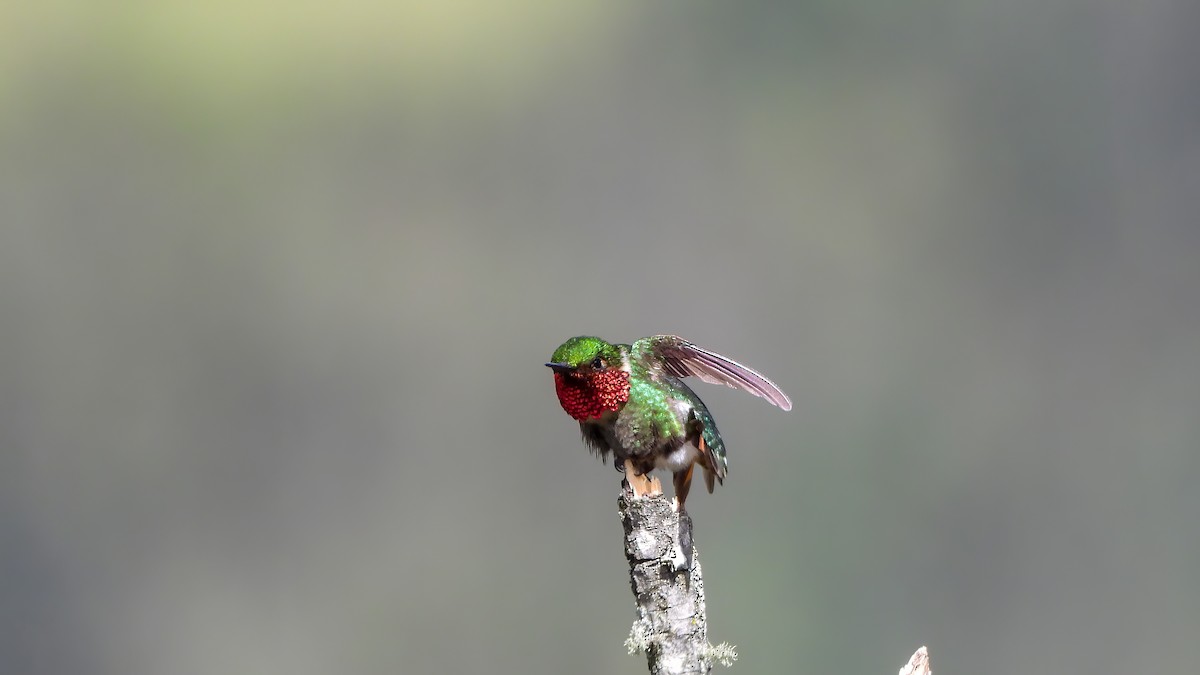 Rufous-shafted Woodstar - ML639380843