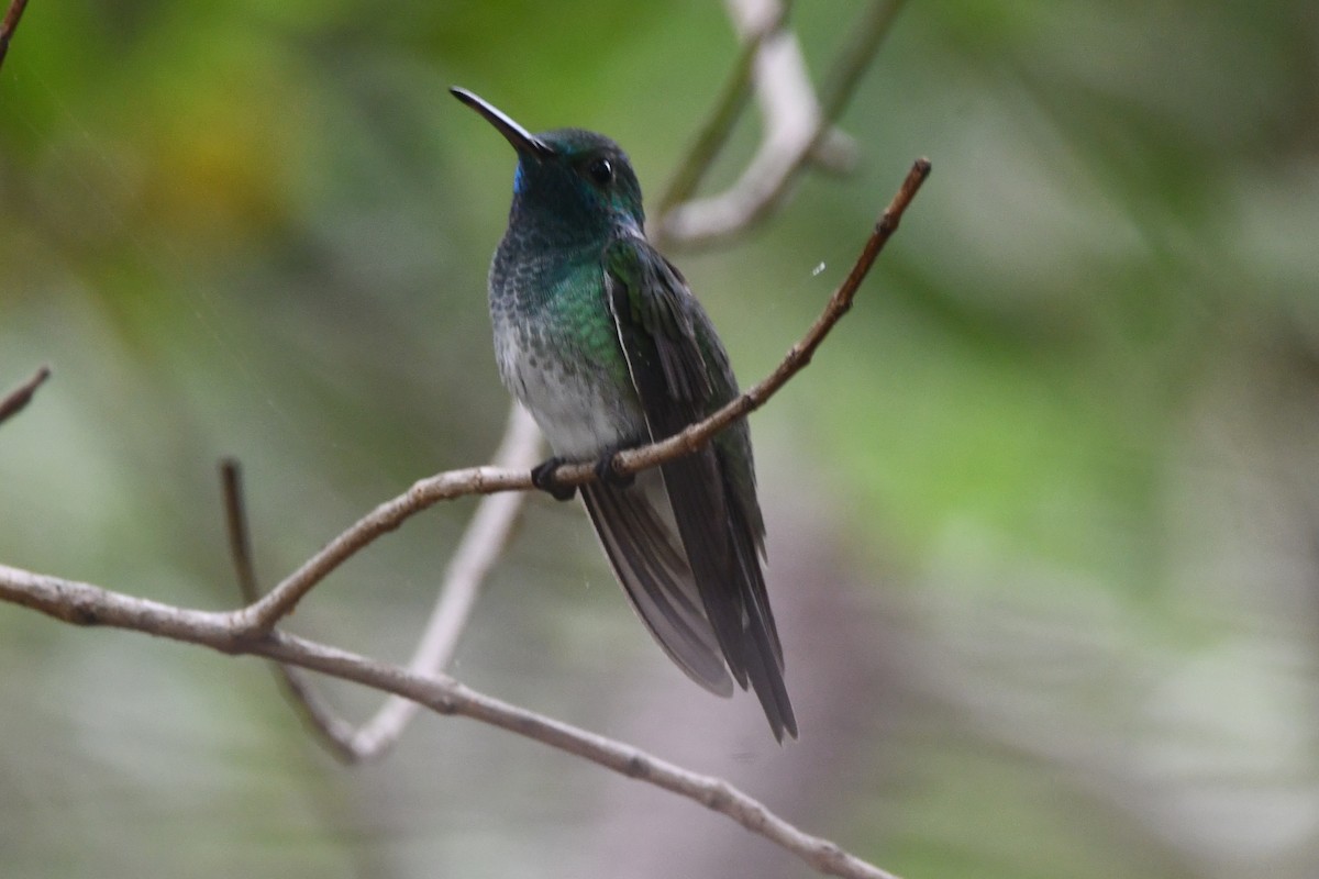 Mangrove Hummingbird - ML639380851