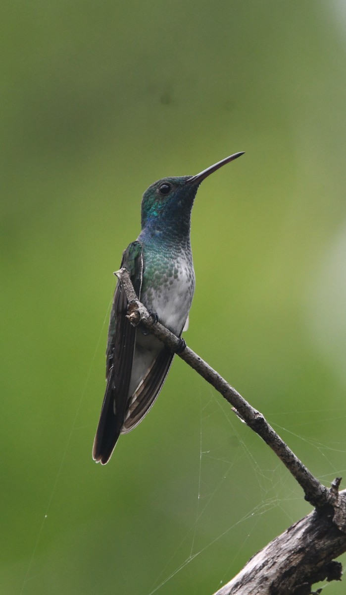 Mangrove Hummingbird - ML639380852