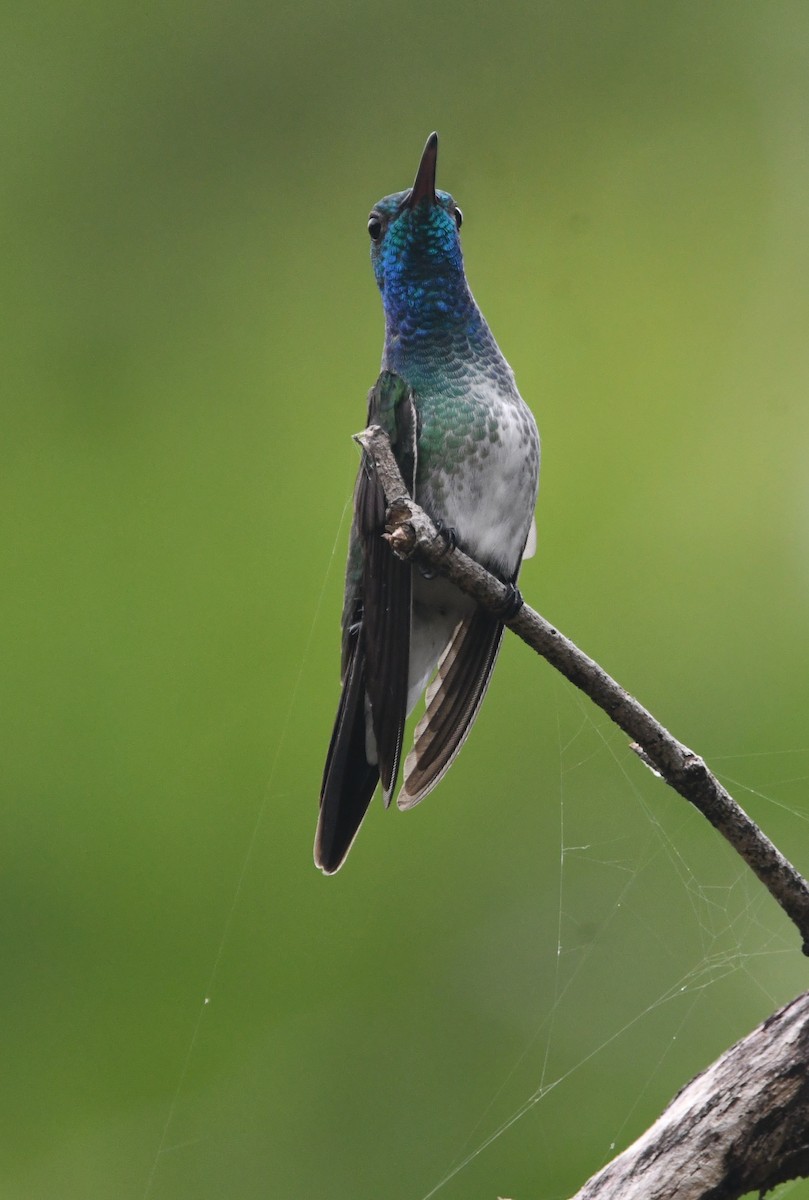 Mangrove Hummingbird - ML639380853