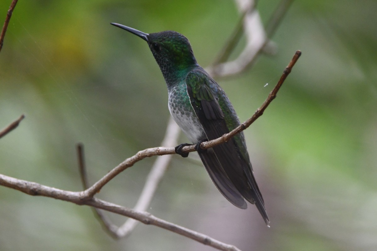 Mangrove Hummingbird - ML639380857