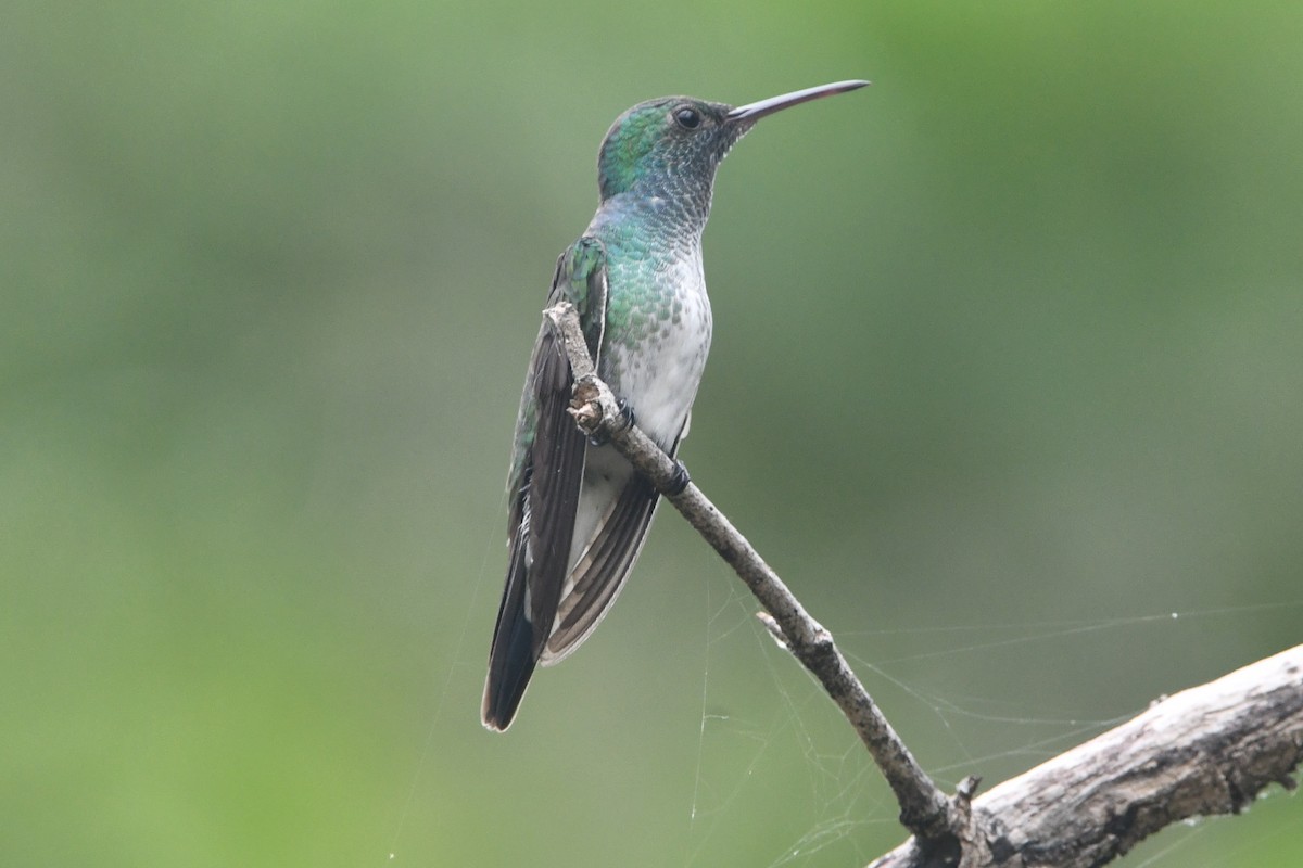 Mangrove Hummingbird - ML639380859