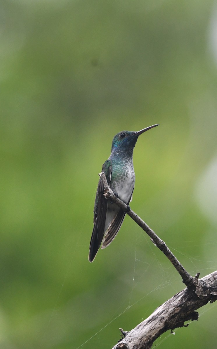 Mangrove Hummingbird - ML639380860