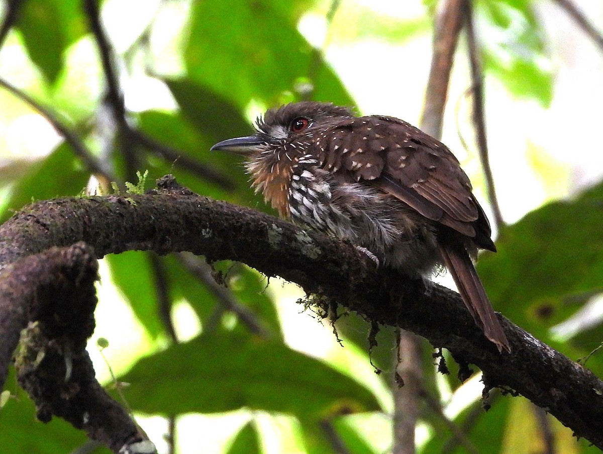 White-whiskered Puffbird - ML639380864
