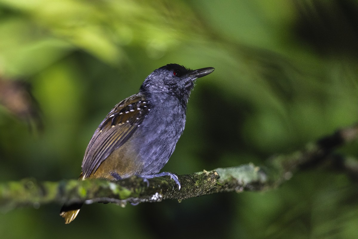 Magdalena Antbird - ML639380865