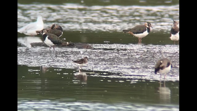 Broad-billed Sandpiper - ML639380901
