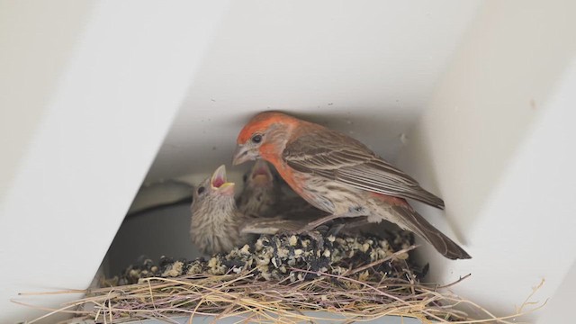 House Finch - ML639380953