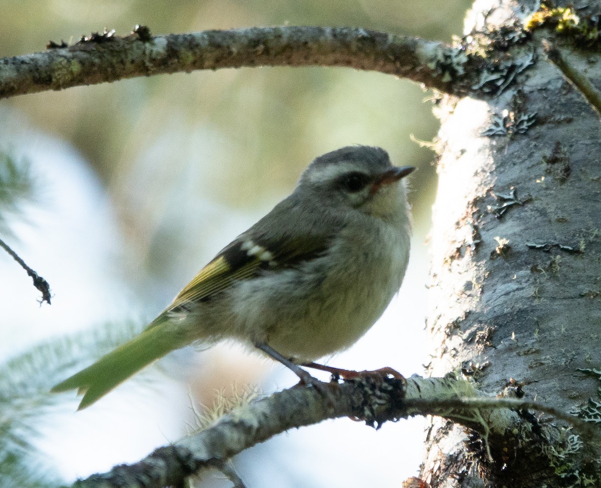 Golden-crowned Kinglet - ML639380955