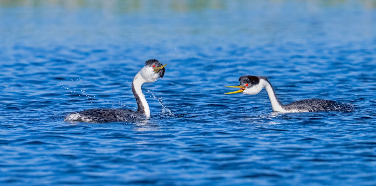 Western Grebe - ML639380965