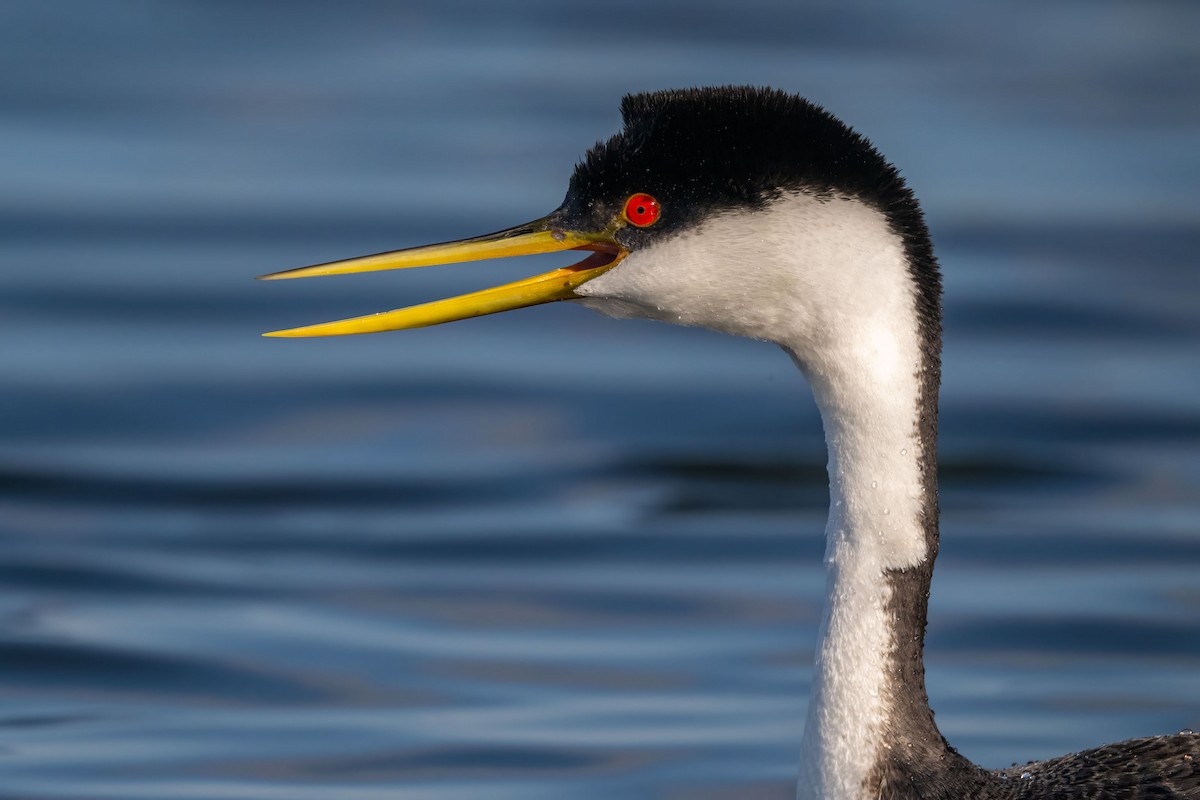 Western Grebe - ML639380966