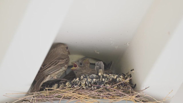 House Finch - ML639381059
