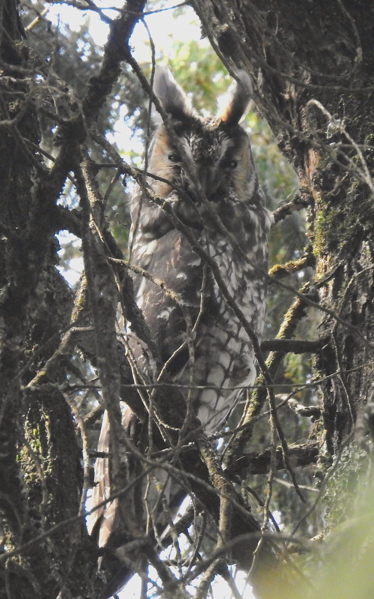 Abyssinian Owl - ML639381060