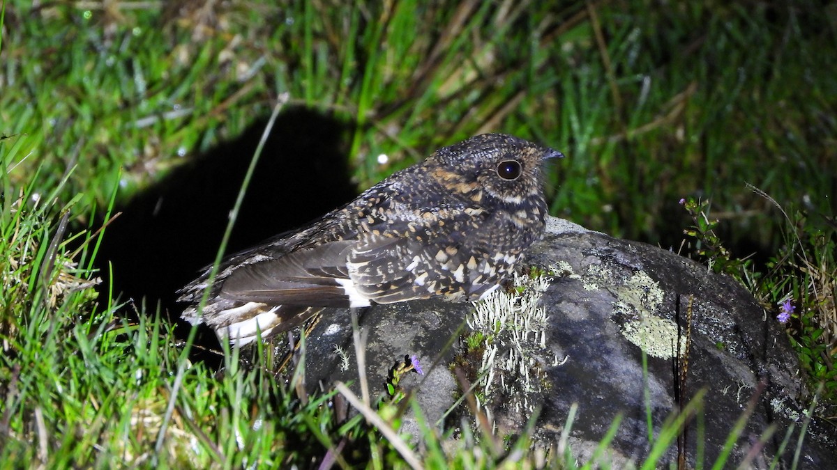 Band-winged Nightjar - ML639381104