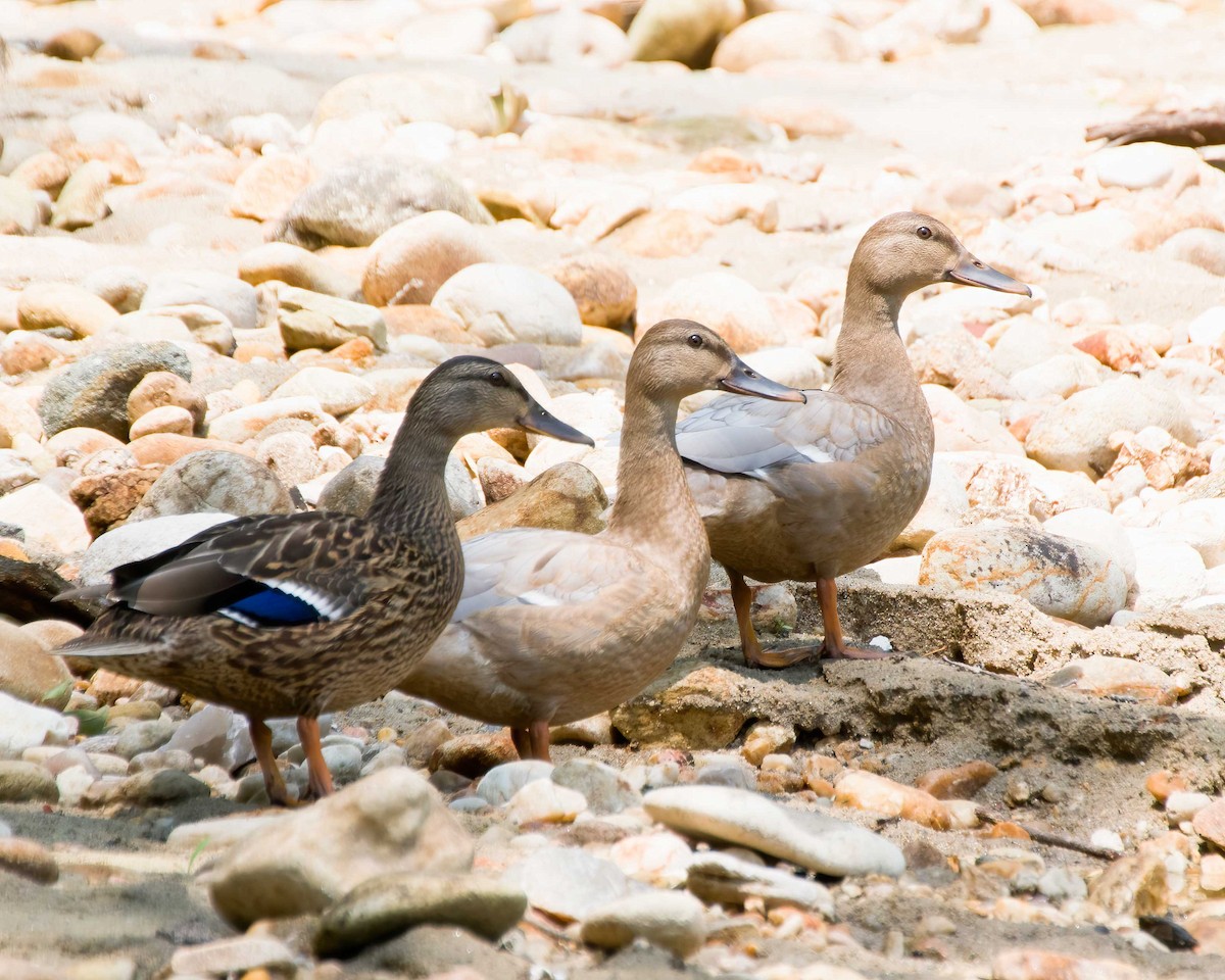 Mallard - ML639381152