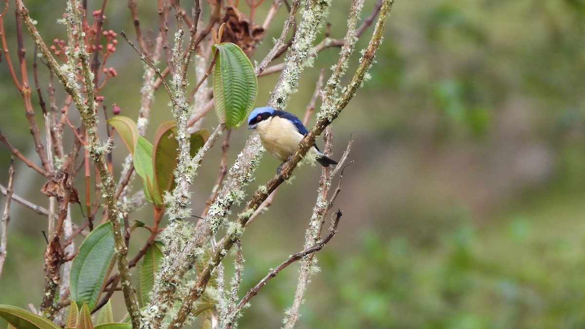 Fawn-breasted Tanager - ML639381213