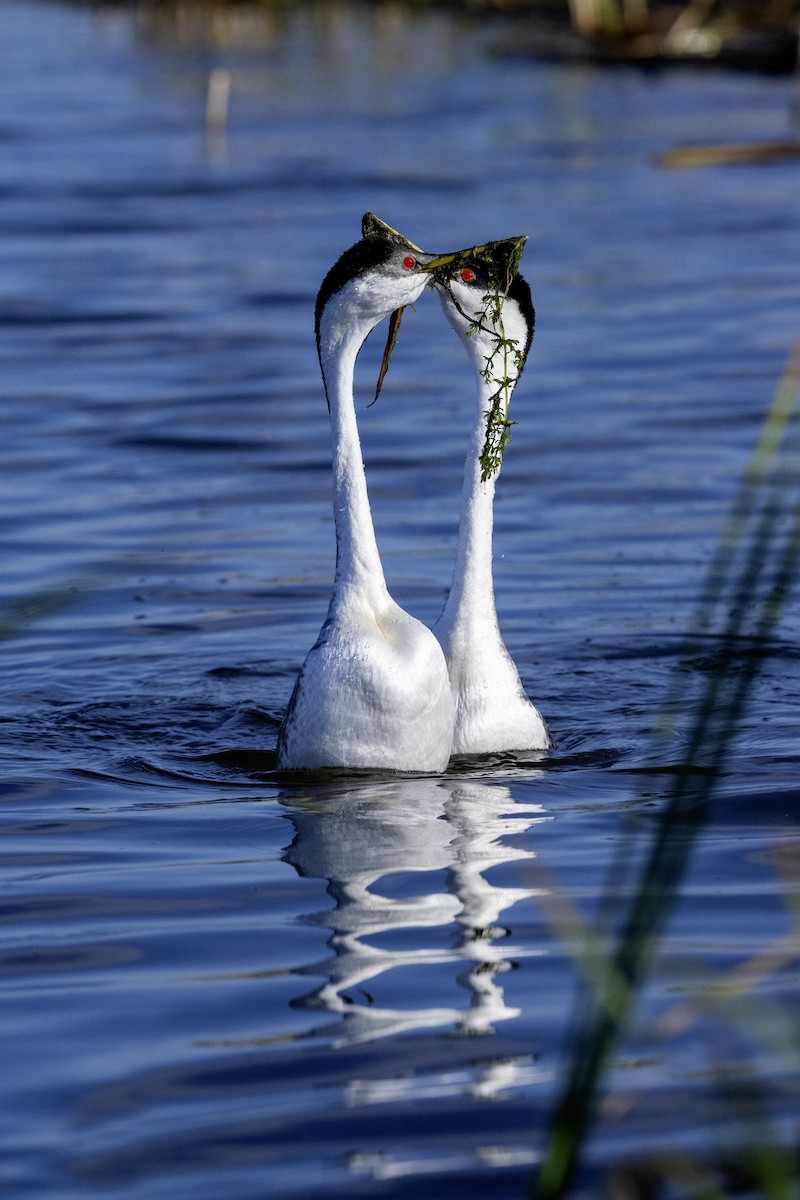Western Grebe - ML639381259