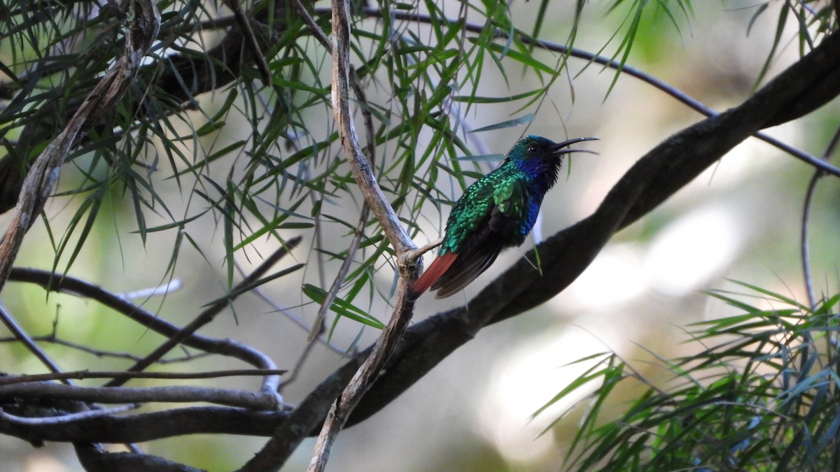 Lazuline Sabrewing - ML639381289