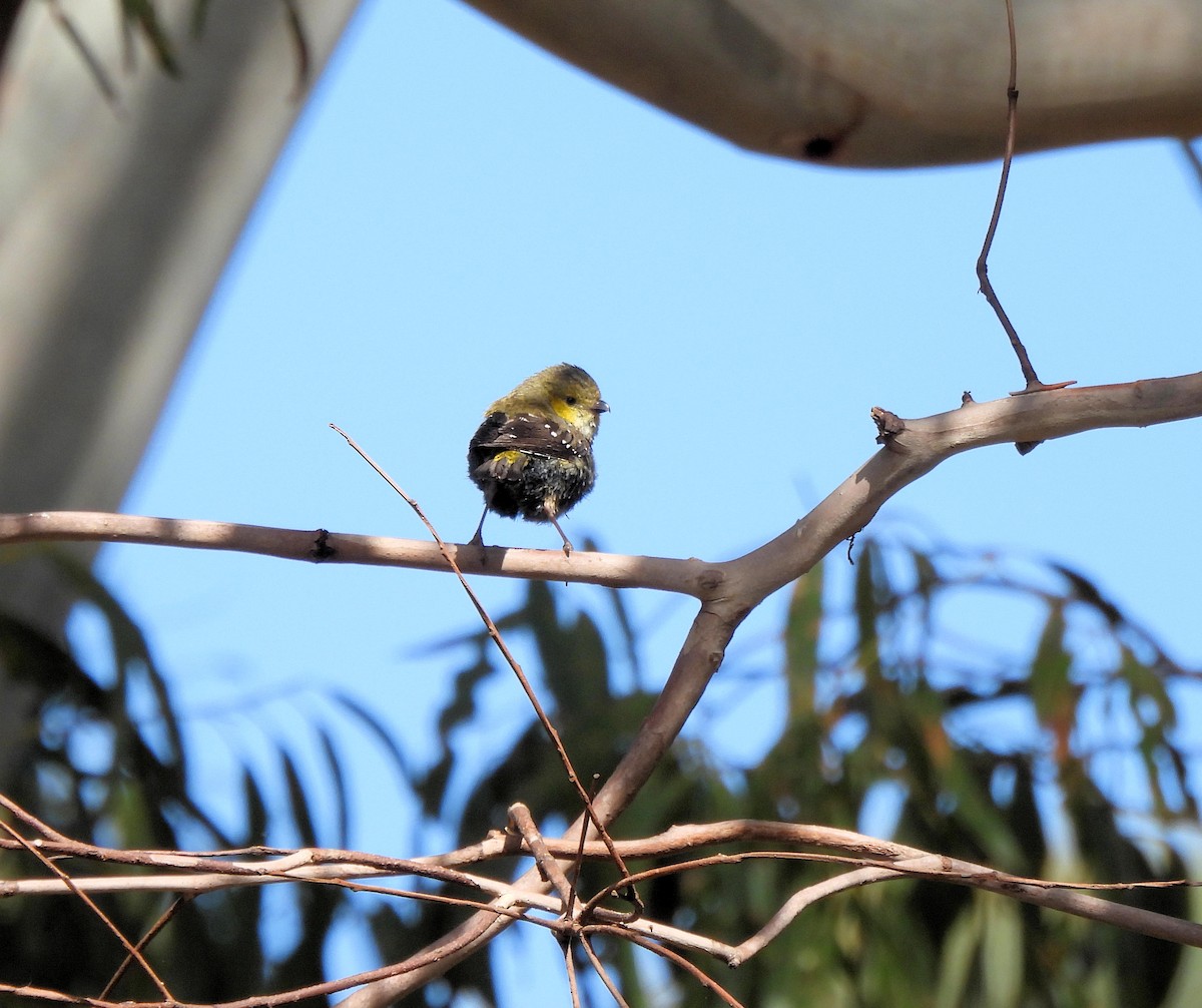Forty-spotted Pardalote - ML639381352