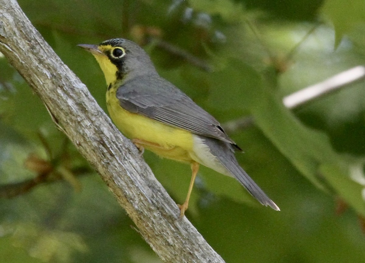 Canada Warbler - ML639381364