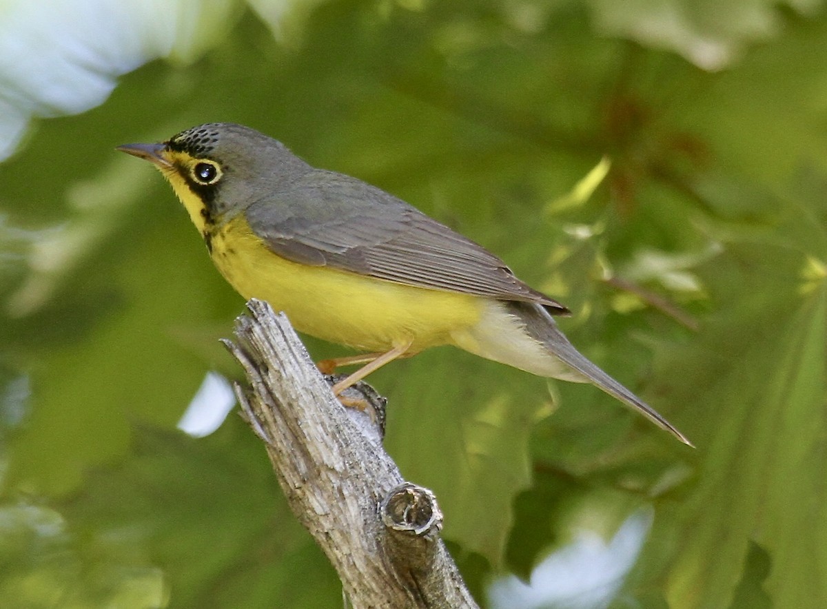 Canada Warbler - ML639381365