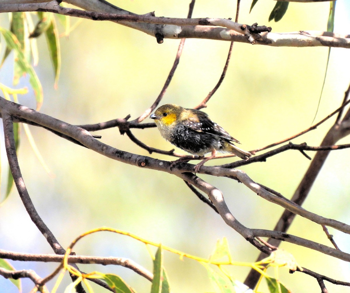 Forty-spotted Pardalote - ML639381367