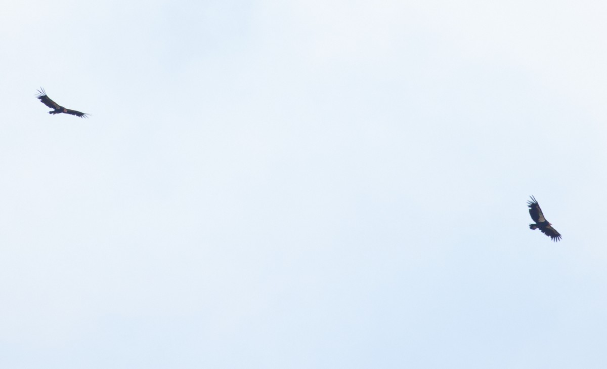 California Condor - ML639381656